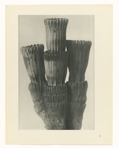 suunnittele tutkimusta Taiteen arkkityypit (sarjan nimi) tekijältä Karl Blossfeldt