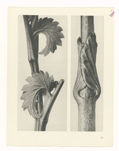 suunnittele tutkimusta Taiteen arkkityypit (sarjan nimi) tekijältä Karl Blossfeldt