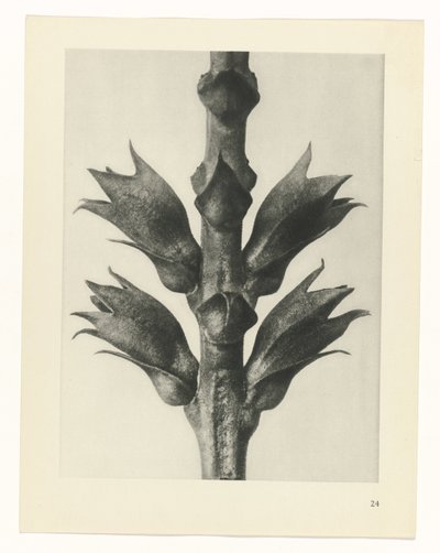 suunnittele tutkimusta Taiteen arkkityypit (sarjan nimi) tekijältä Karl Blossfeldt