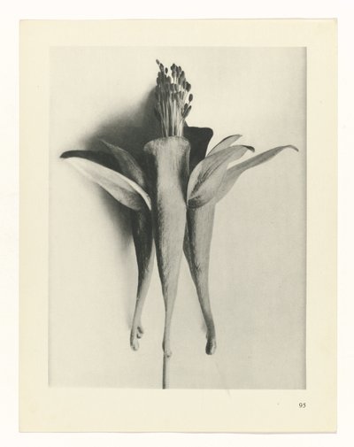 suunnittele tutkimusta Taiteen arkkityypit (sarjan nimi) tekijältä Karl Blossfeldt