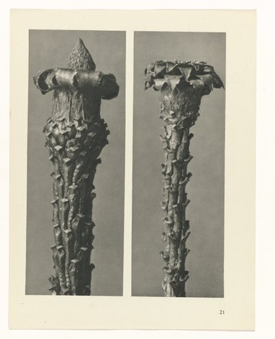 suunnittele tutkimusta Taiteen arkkityypit (sarjan nimi) tekijältä Karl Blossfeldt