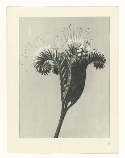 suunnittele tutkimusta Taiteen arkkityypit (sarjan nimi) tekijältä Karl Blossfeldt