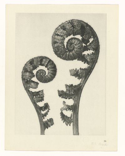 suunnittele tutkimusta Taiteen arkkityypit (sarjan nimi) tekijältä Karl Blossfeldt