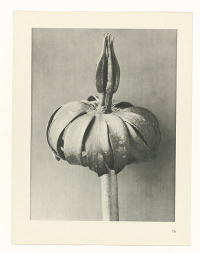 suunnittele tutkimusta Taiteen arkkityypit (sarjan nimi) tekijältä Karl Blossfeldt