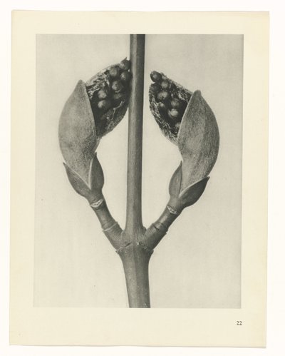 suunnittele tutkimusta Taiteen arkkityypit (sarjan nimi) tekijältä Karl Blossfeldt