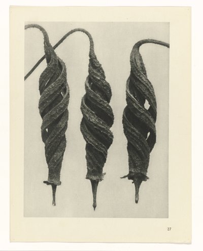 suunnittele tutkimusta Taiteen arkkityypit (sarjan nimi) tekijältä Karl Blossfeldt