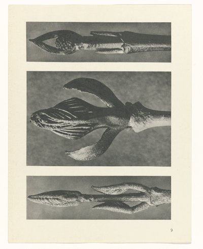 suunnittele tutkimusta Taiteen arkkityypit (sarjan nimi) tekijältä Karl Blossfeldt