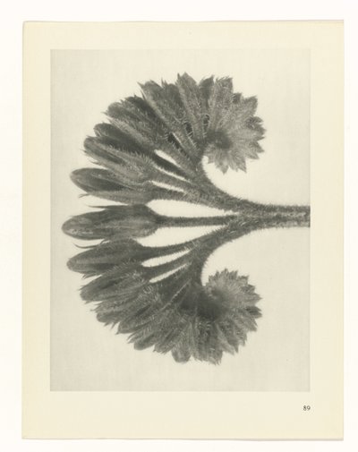 suunnittele tutkimusta Taiteen arkkityypit (sarjan nimi) tekijältä Karl Blossfeldt