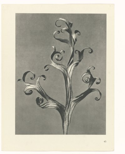 suunnittele tutkimusta Taiteen arkkityypit (sarjan nimi) tekijältä Karl Blossfeldt