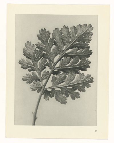 suunnittele tutkimusta Taiteen arkkityypit (sarjan nimi) tekijältä Karl Blossfeldt