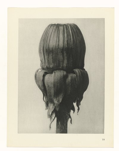 suunnittele tutkimusta Taiteen arkkityypit (sarjan nimi) tekijältä Karl Blossfeldt