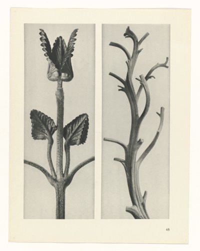 suunnittele tutkimusta Taiteen arkkityypit (sarjan nimi) tekijältä Karl Blossfeldt