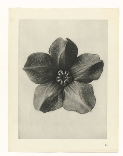 suunnittele tutkimusta Taiteen arkkityypit (sarjan nimi) tekijältä Karl Blossfeldt