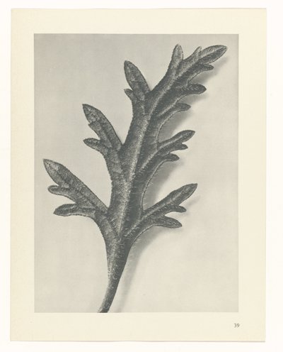 suunnittele tutkimusta Taiteen arkkityypit (sarjan nimi) tekijältä Karl Blossfeldt