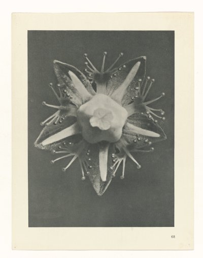 finnish tekijältä Karl Blossfeldt