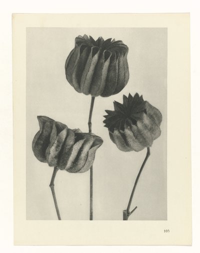 estudi del pla Archetypes of Art (títol de la sèrie) finlandès tekijältä Karl Blossfeldt