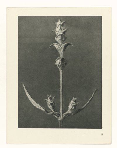 suunnittele tutkimusta Taiteen arkkityypit (sarjan nimi) tekijältä Karl Blossfeldt