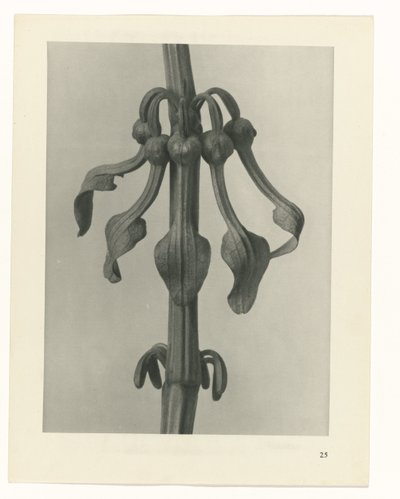 suunnittele tutkimusta Taiteen arkkityypit (sarjan nimi) tekijältä Karl Blossfeldt