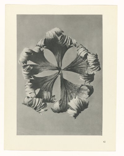 suunnittele tutkimusta Taiteen arkkityypit (sarjan nimi) tekijältä Karl Blossfeldt