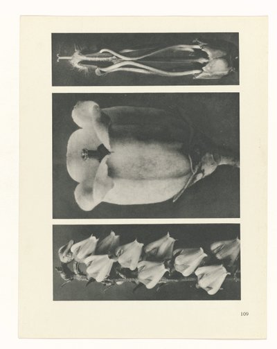 suunnittele tutkimusta Taiteen arkkityypit (sarjan nimi) tekijältä Karl Blossfeldt