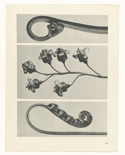 suunnittele tutkimusta Taiteen arkkityypit (sarjan nimi) tekijältä Karl Blossfeldt