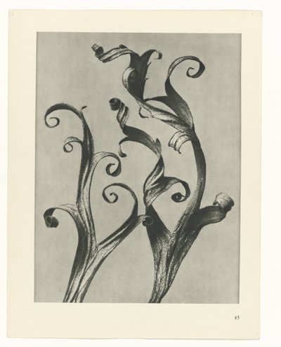 suunnittele tutkimusta Taiteen arkkityypit (sarjan nimi) tekijältä Karl Blossfeldt