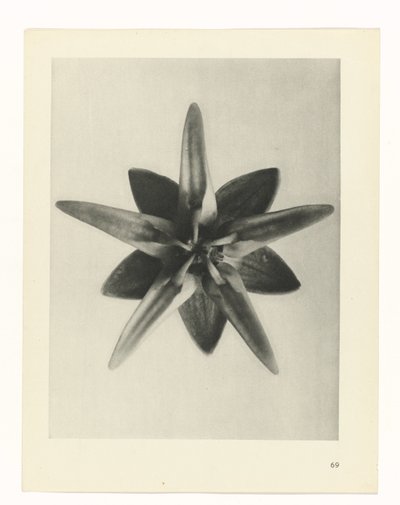 suunnittele tutkimusta Taiteen arkkityypit (sarjan nimi) tekijältä Karl Blossfeldt