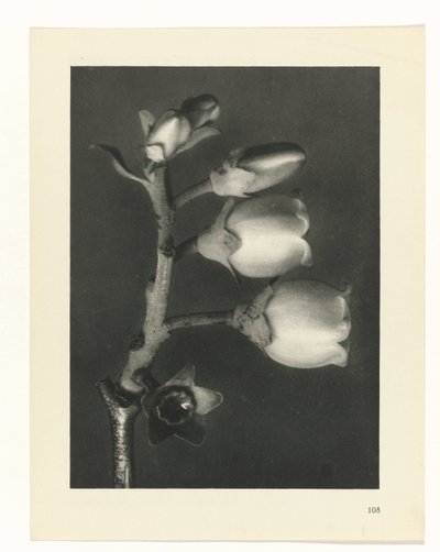 suunnittele tutkimusta Taiteen arkkityypit (sarjan nimi) tekijältä Karl Blossfeldt