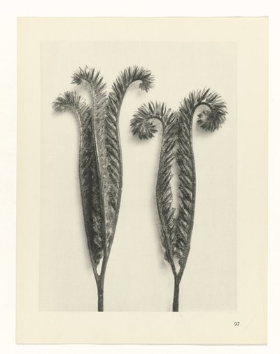 suunnittele tutkimusta Taiteen arkkityypit (sarjan nimi) tekijältä Karl Blossfeldt