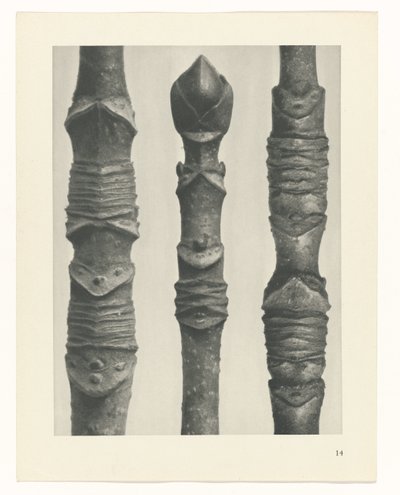 suunnittele tutkimusta Taiteen arkkityypit (sarjan nimi) tekijältä Karl Blossfeldt