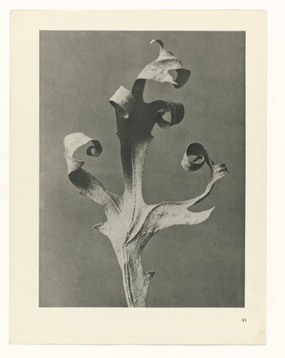 suunnittele tutkimusta Taiteen arkkityypit (sarjan nimi) tekijältä Karl Blossfeldt