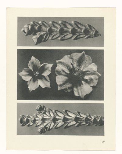 suunnittele tutkimusta Taiteen arkkityypit (sarjan nimi) tekijältä Karl Blossfeldt