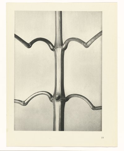 suunnittele tutkimusta Taiteen arkkityypit (sarjan nimi) tekijältä Karl Blossfeldt