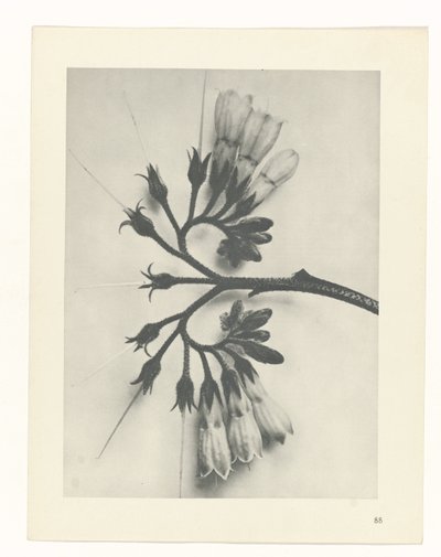 suunnittele tutkimusta Taiteen arkkityypit (sarjan nimi) tekijältä Karl Blossfeldt