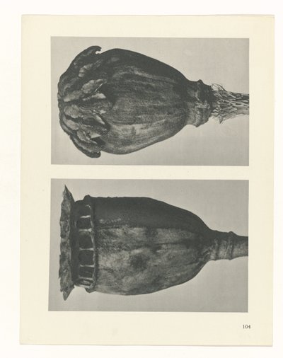 suunnittele tutkimusta Taiteen arkkityypit (sarjan nimi) tekijältä Karl Blossfeldt