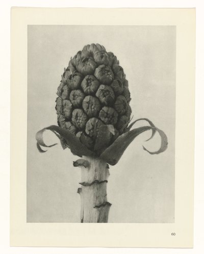 suunnittele tutkimusta Taiteen arkkityypit (sarjan nimi) tekijältä Karl Blossfeldt