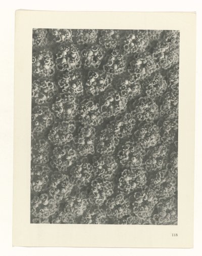 suunnittele tutkimusta Taiteen arkkityypit (sarjan nimi) tekijältä Karl Blossfeldt