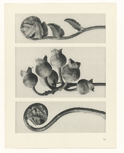 suunnittele tutkimusta Taiteen arkkityypit (sarjan nimi) tekijältä Karl Blossfeldt