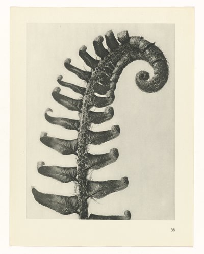 suunnittele tutkimusta Taiteen arkkityypit (sarjan nimi) tekijältä Karl Blossfeldt
