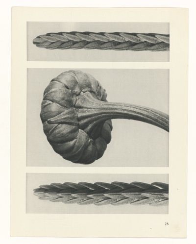 suunnittele tutkimusta Taiteen arkkityypit (sarjan nimi) tekijältä Karl Blossfeldt