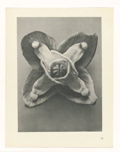 suunnittele tutkimusta Taiteen arkkityypit (sarjan nimi) tekijältä Karl Blossfeldt