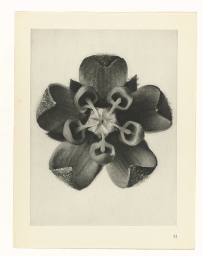 suunnittele tutkimusta Taiteen arkkityypit (sarjan nimi) tekijältä Karl Blossfeldt