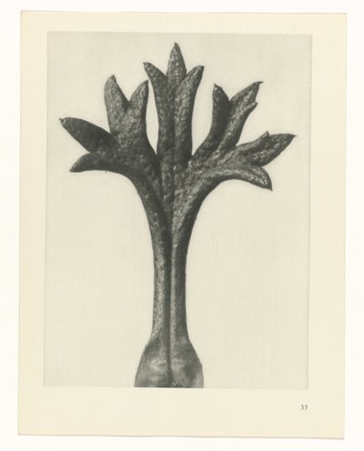 suunnittele tutkimusta Taiteen arkkityypit (sarjan nimi) tekijältä Karl Blossfeldt