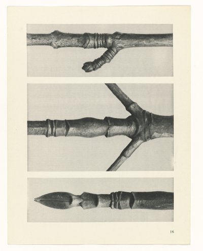 suunnittele tutkimusta Taiteen arkkityypit (sarjan nimi) tekijältä Karl Blossfeldt