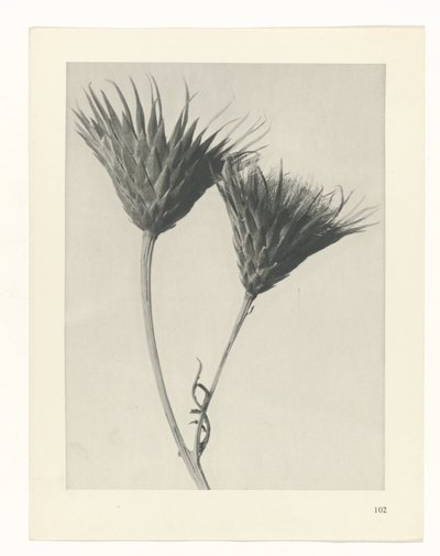 suunnittele tutkimusta Taiteen arkkityypit (sarjan nimi) tekijältä Karl Blossfeldt