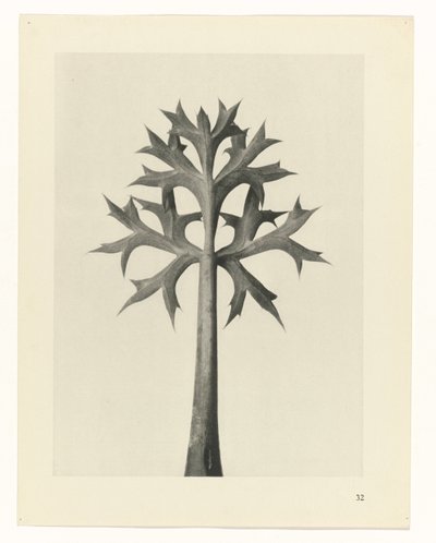 suunnittele tutkimusta Taiteen arkkityypit (sarjan nimi) tekijältä Karl Blossfeldt
