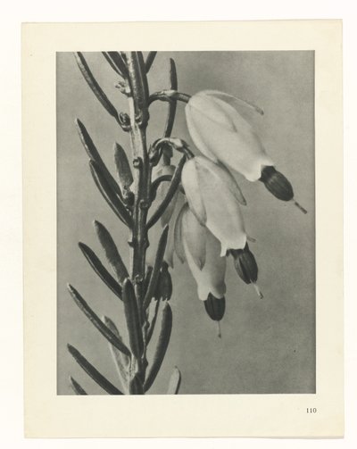 suunnittele tutkimusta Taiteen arkkityypit (sarjan nimi) tekijältä Karl Blossfeldt