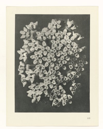 estudi del pla Archetypes of Art (títol de la sèrie) finlandès tekijältä Karl Blossfeldt