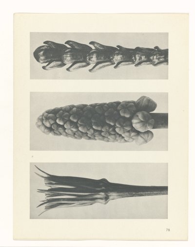 suunnittele tutkimusta Taiteen arkkityypit (sarjan nimi) tekijältä Karl Blossfeldt