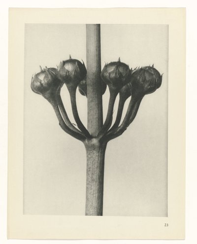 suunnittele tutkimusta Taiteen arkkityypit (sarjan nimi) tekijältä Karl Blossfeldt